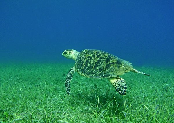 hawksbill-turtle-2 hawksbill-turtle-2