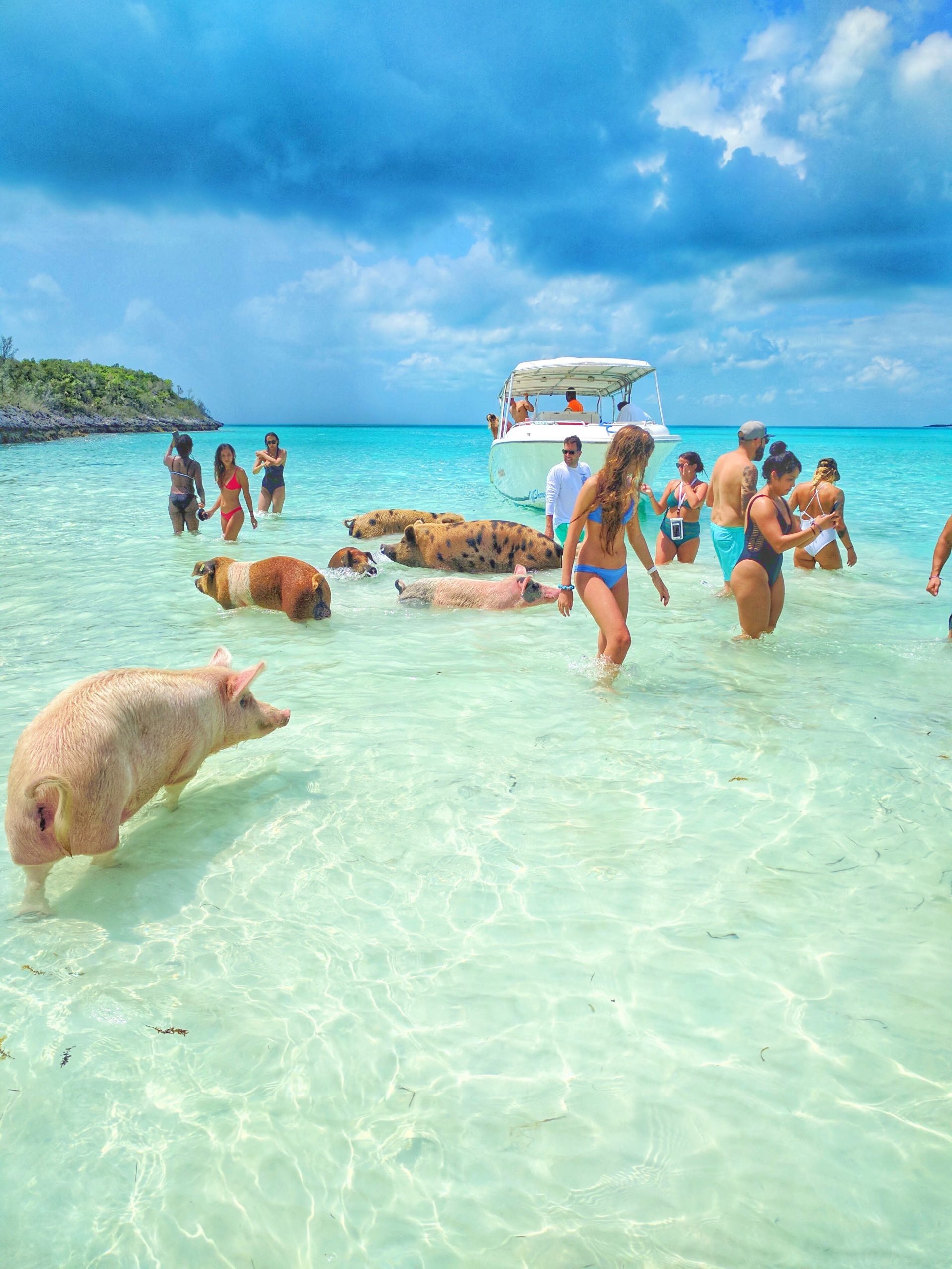 pigs_beach_exuma pigs_beach_exuma