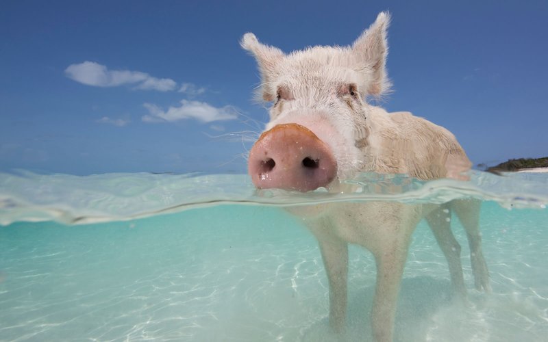 pigs_beach_piglet