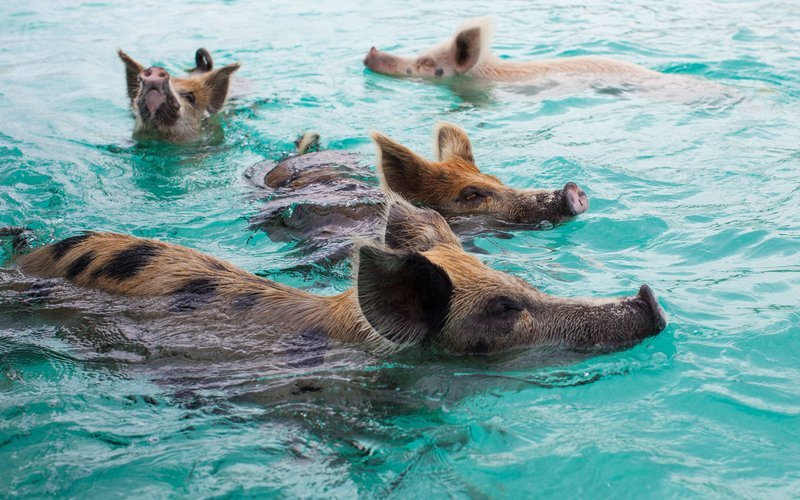 pigs_beach_swimming