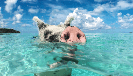 Bahamian Pig