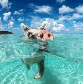 Bahamian Pig