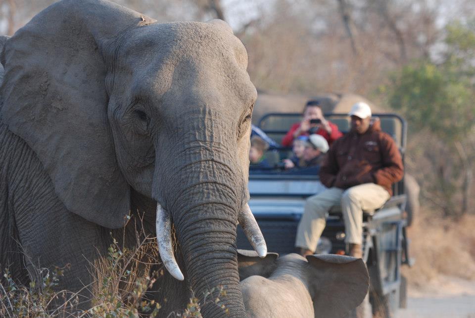 african_safari