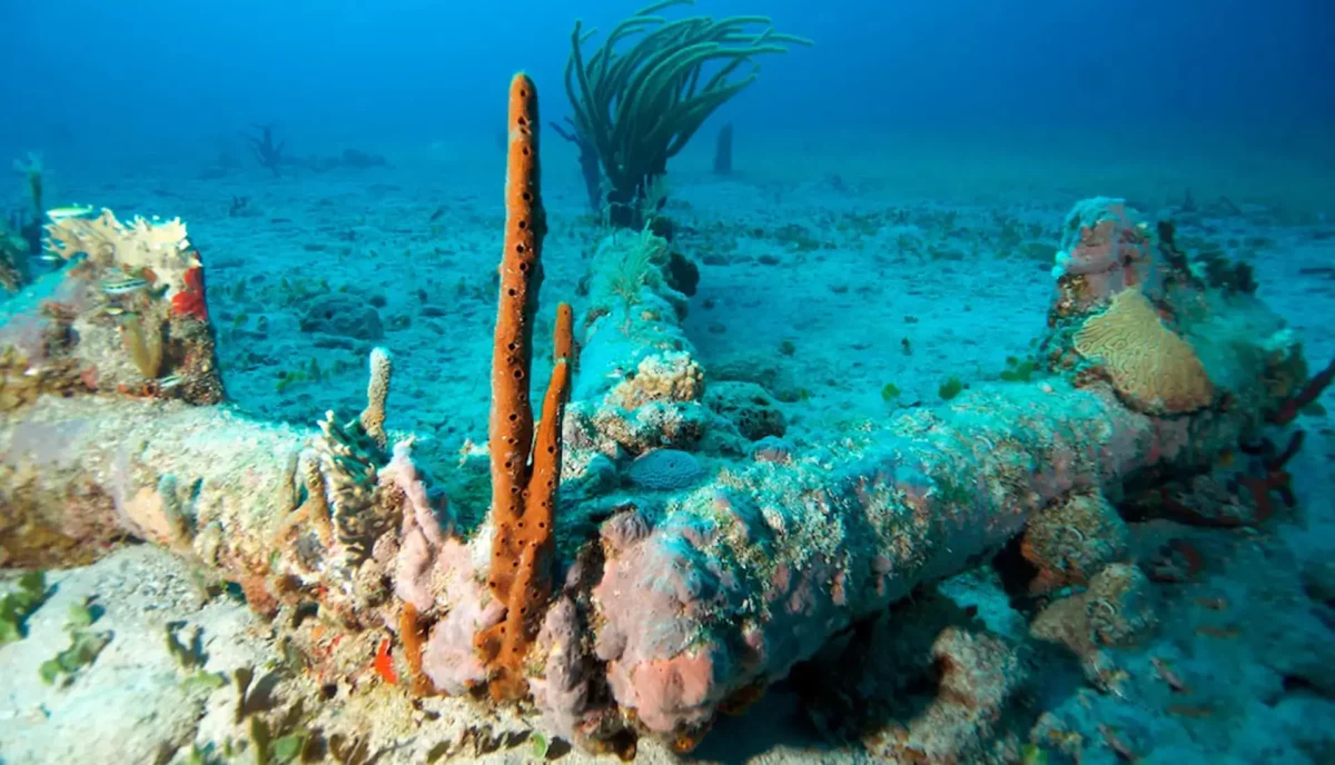 RMS Rhone anchor covered in colorful sponges and coral at Salt Island British Virgin Islands wreck diving site