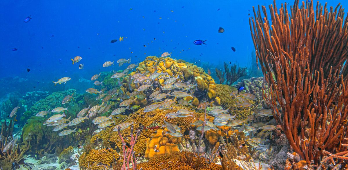 Coral reef and tropical fish at Coral Gardens dive site near Great Dog Island in the British Virgin Islands
