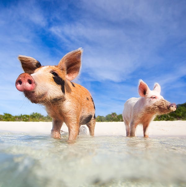 bahamas pigs