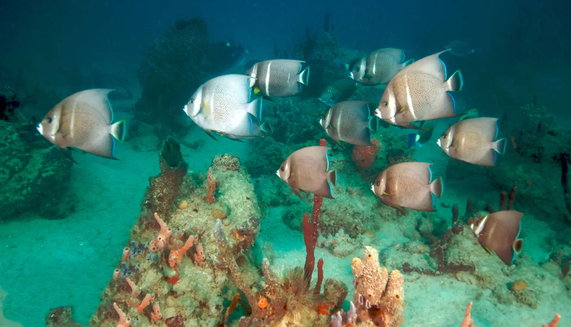 School of angelfish swimming above a coral reef in the Caribbean.