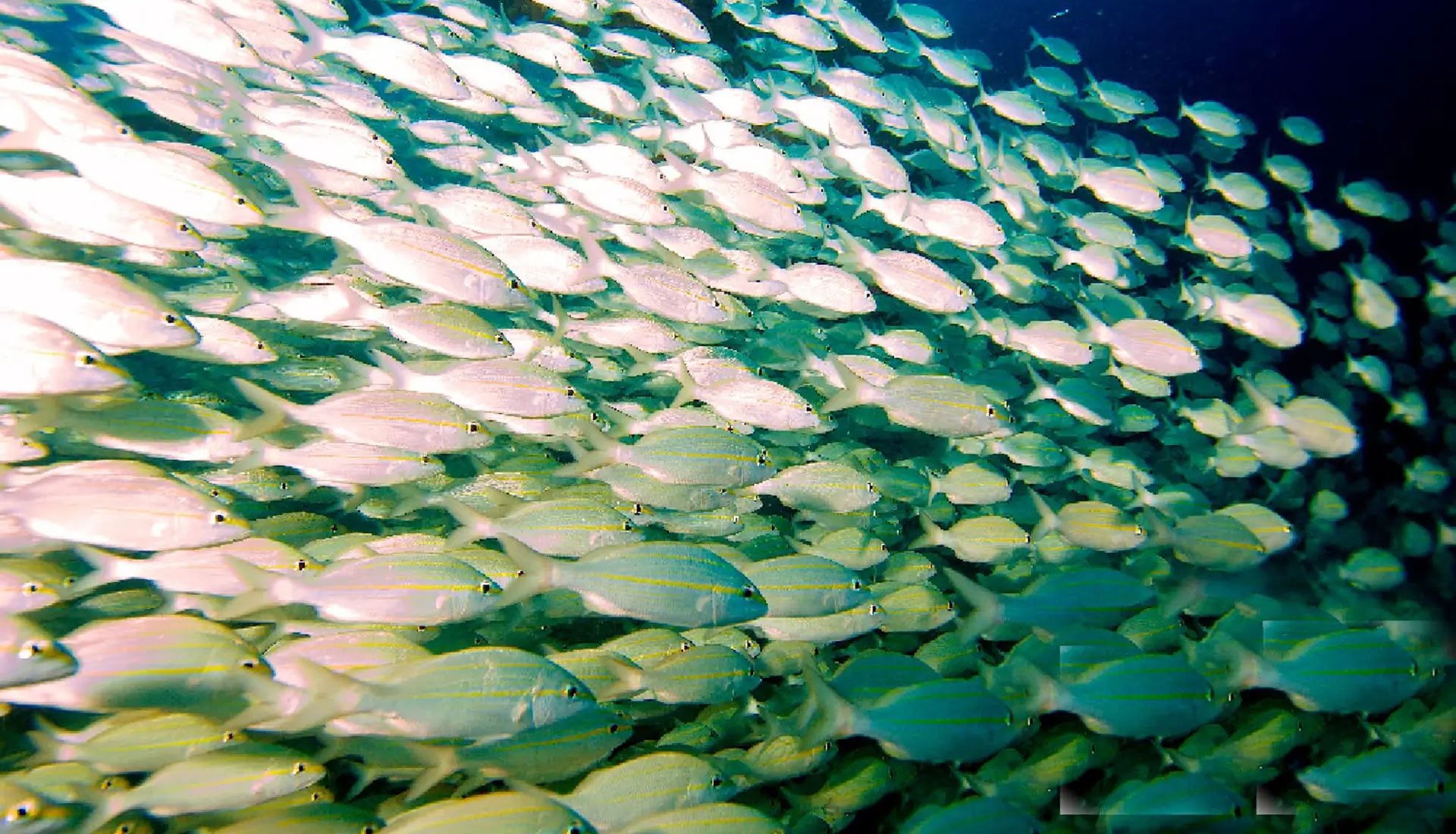 Large school of tropical reef fish swimming in the BVI.
