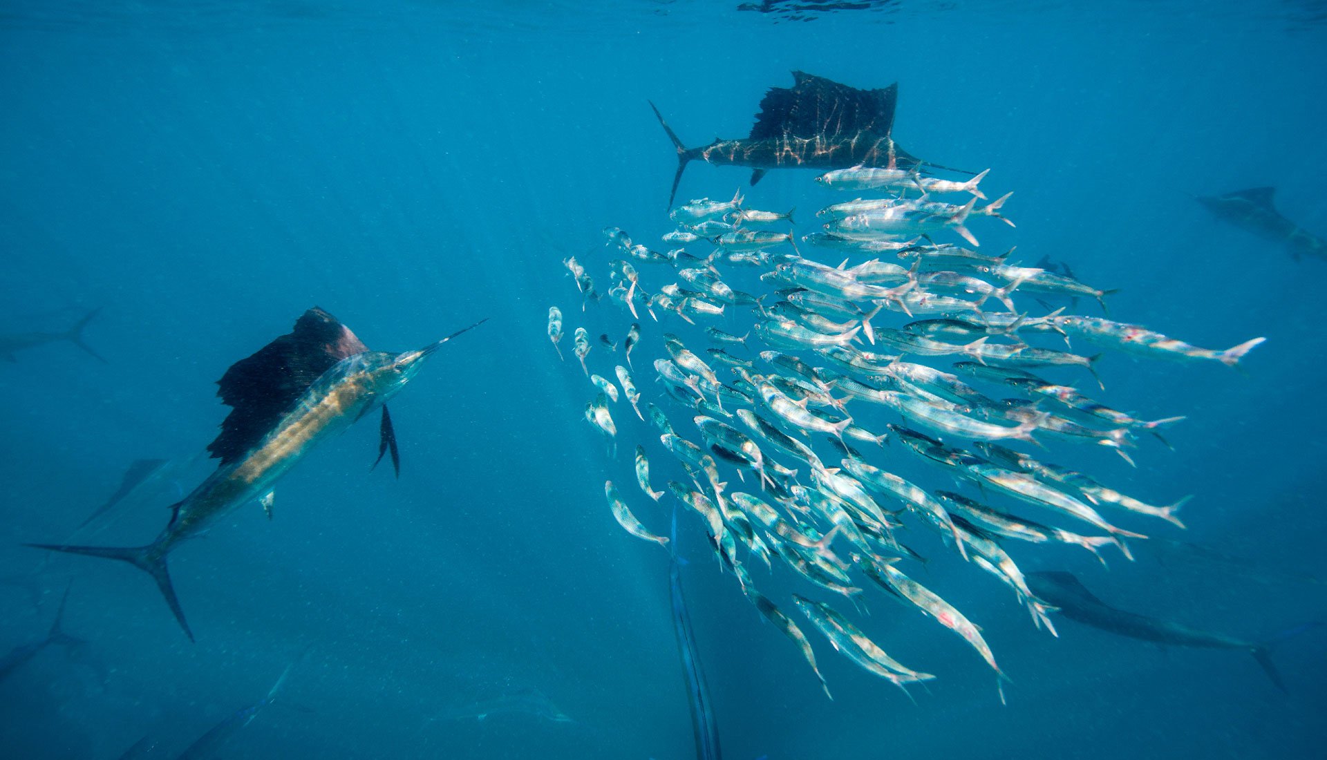 Sailfish hunting a bait ball underwater in the British Virgin Islands.