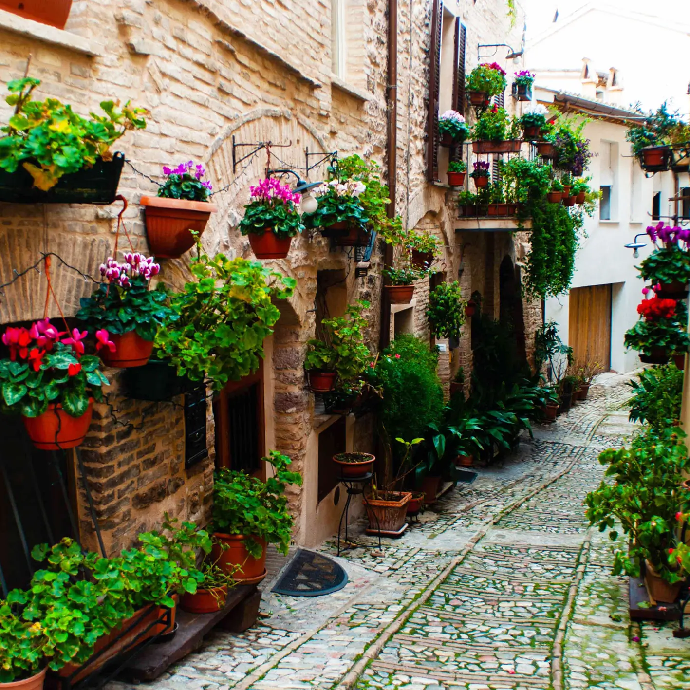 Traditional Italian stone alley in Spello Umbria with abundant flower pots and cobblestone path