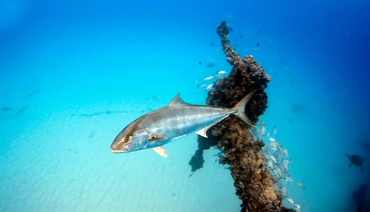 Large amberjack swimming at the Chikuzen wreck dive site near Anegada in the British Virgin Islands