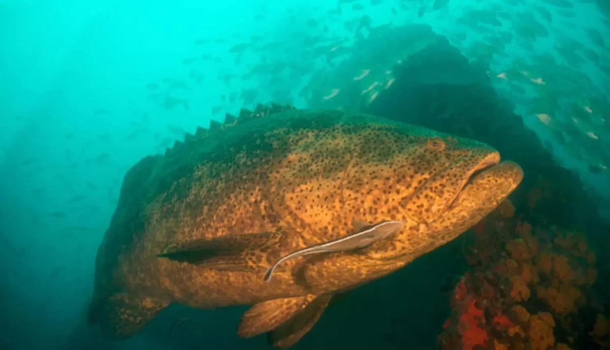 Large goliath grouper resting near the Chikuzen wreck in the British Virgin Islands