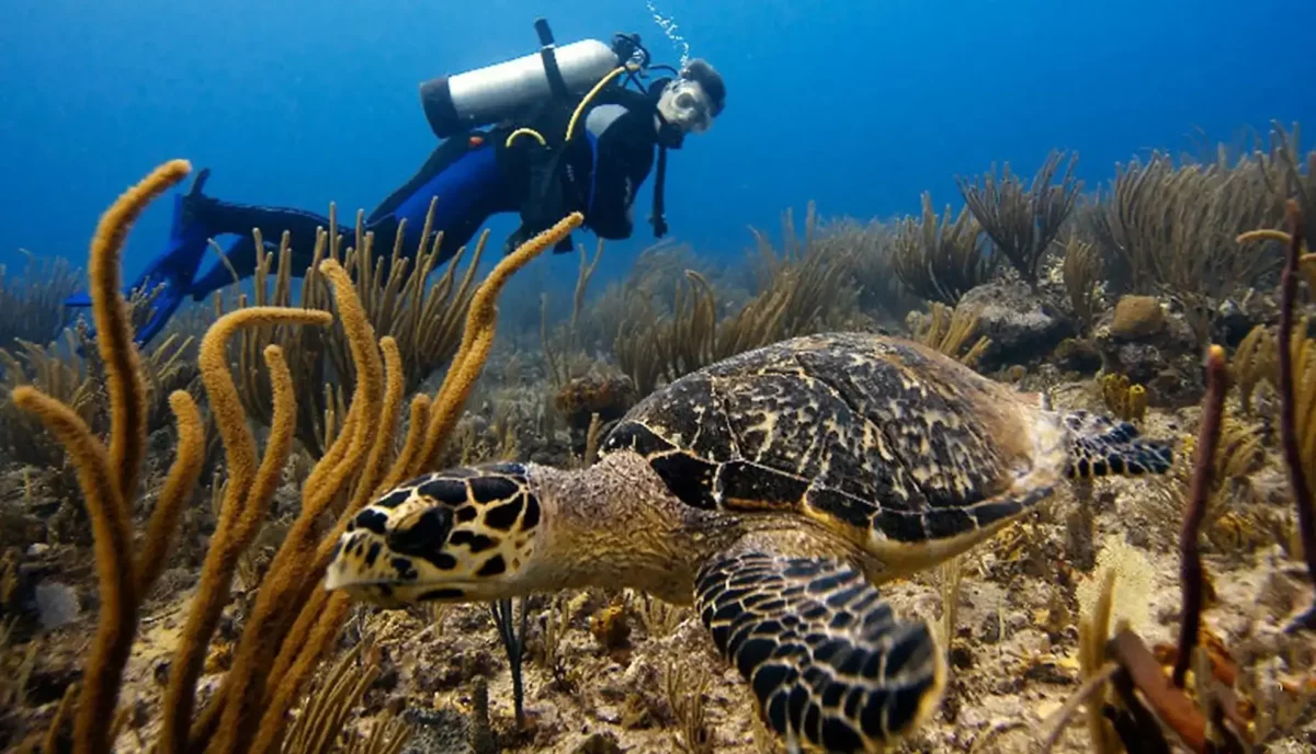 Scuba diver observing a hawksbill sea turtle resting on a coral reef in the British Virgin Islands