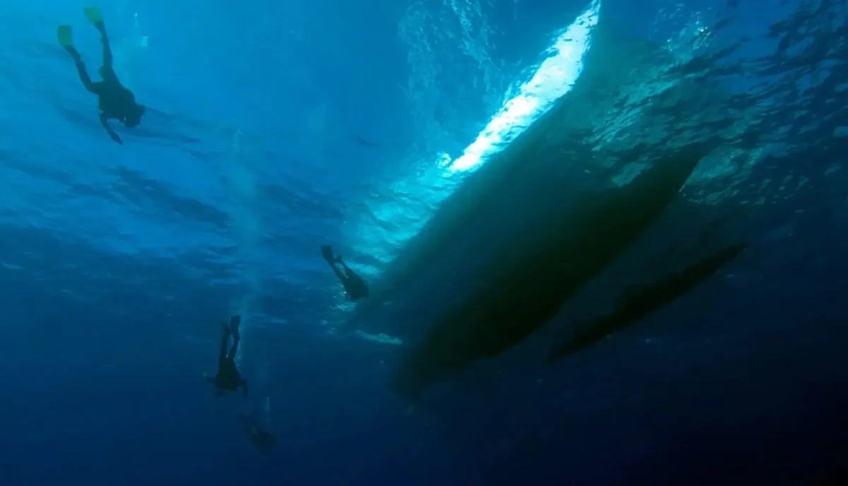 Scuba divers underwater in the British Virgin Islands with large marine life