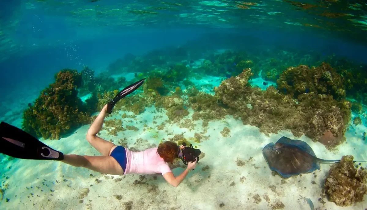 Female scuba diver photographing a southern stingray on a shallow reef in the British Virgin Islands