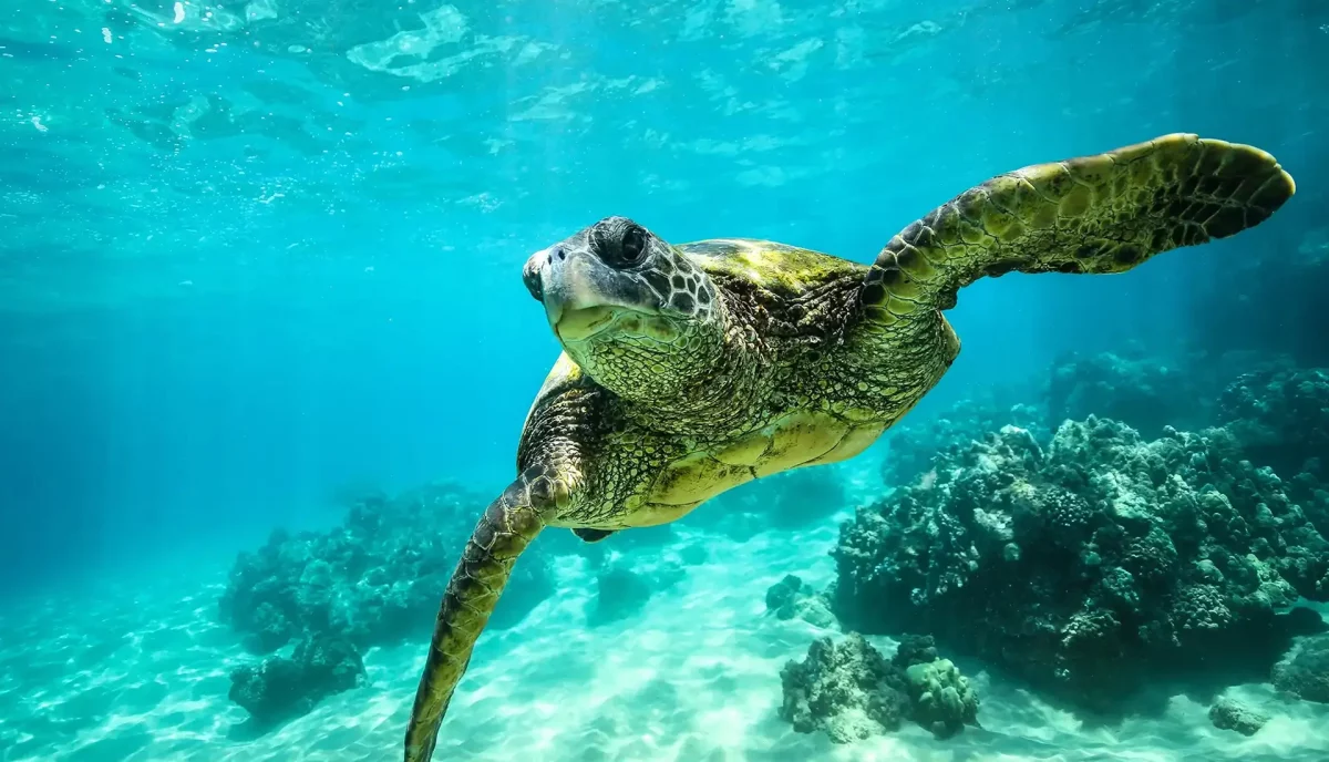 Green sea turtle swimming in clear blue water while scuba diving in the British Virgin Islands