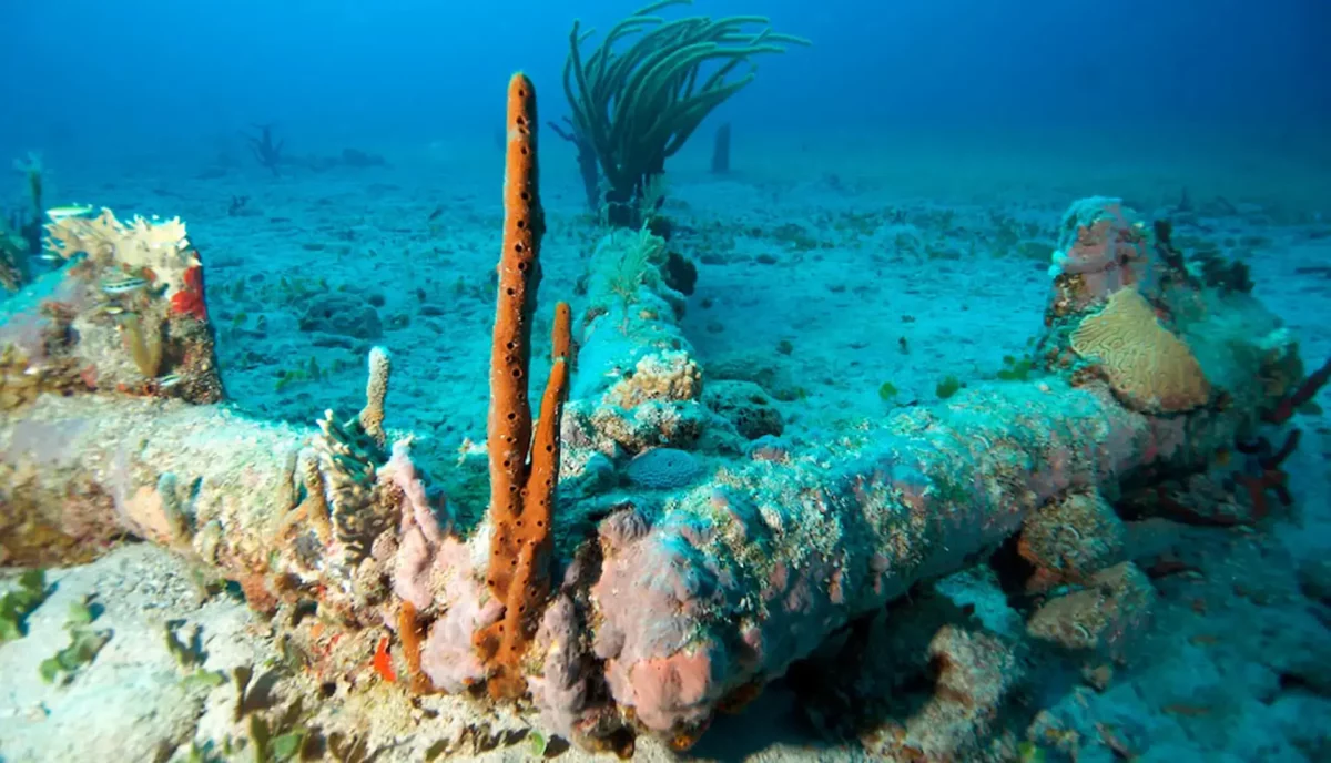 Coral and orange tube sponges growing on the anchor site of the RMS Rhone wreck in the British Virgin Islands