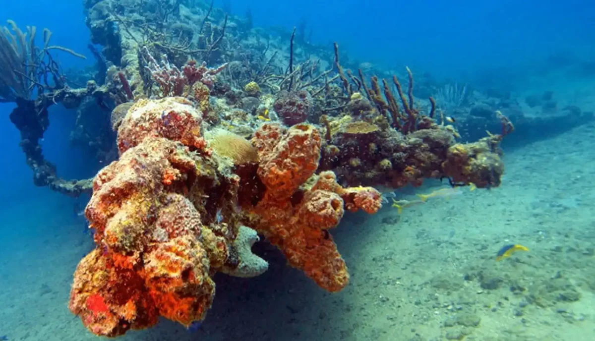 That's the Rhone coral formations image — good choice for the wreck post featured image. Fill in the empty fields: Alt Text: Coral-encrusted wreck structure at the RMS Rhone dive site in the British Virgin Islands