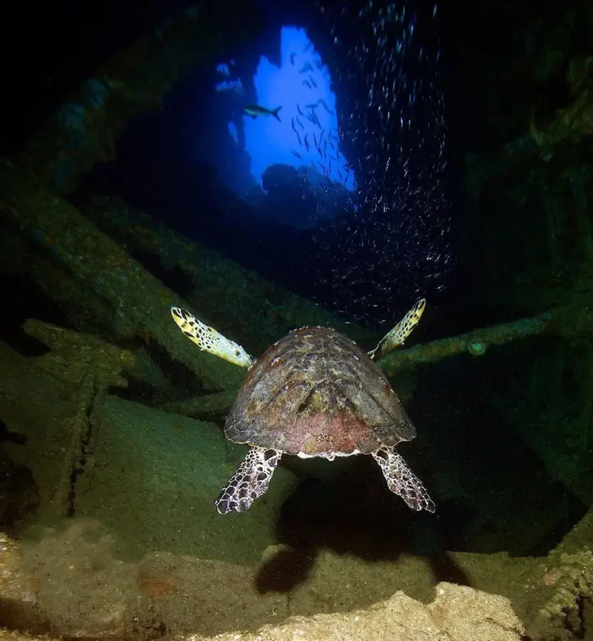 Sea turtle resting on the RMS Rhone wreck in the British Virgin Islands with diver above