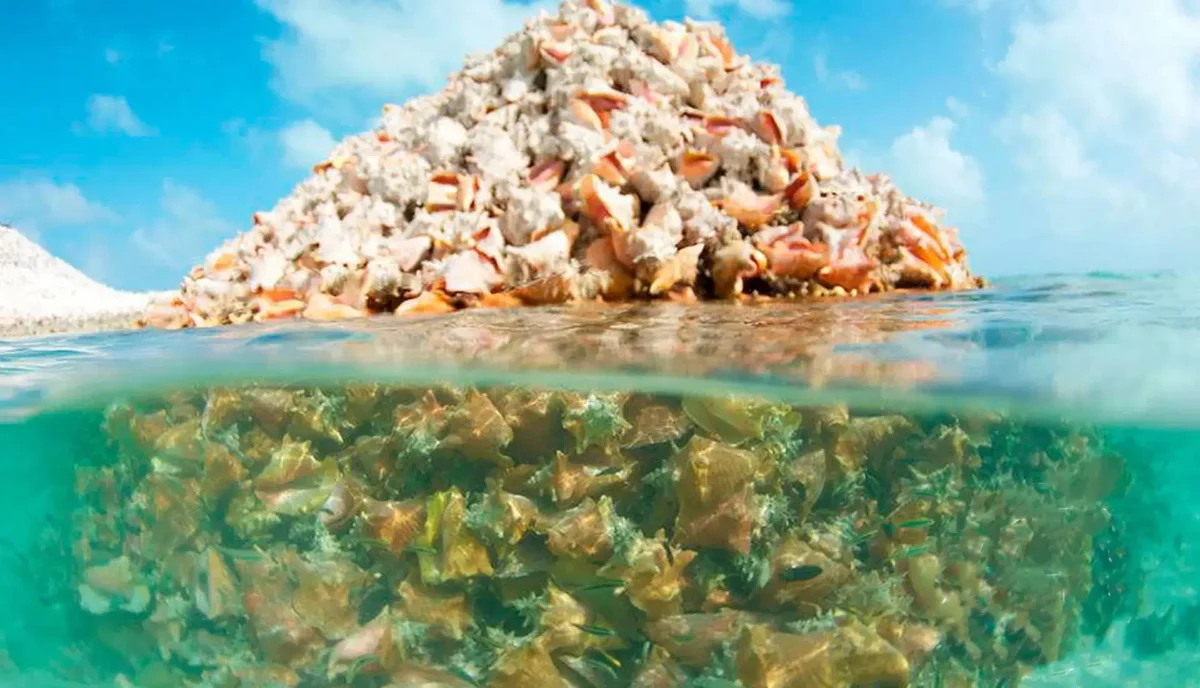 Split above and below water view of Conch Mountain at Anegada BVI showing shells piled above the waterline and reef below