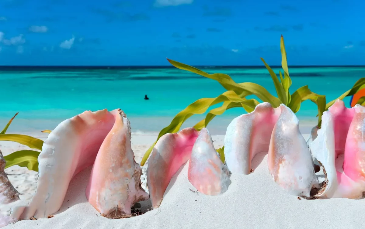 Queen conch shells with pink interiors on the white sand beach at Anegada BVI