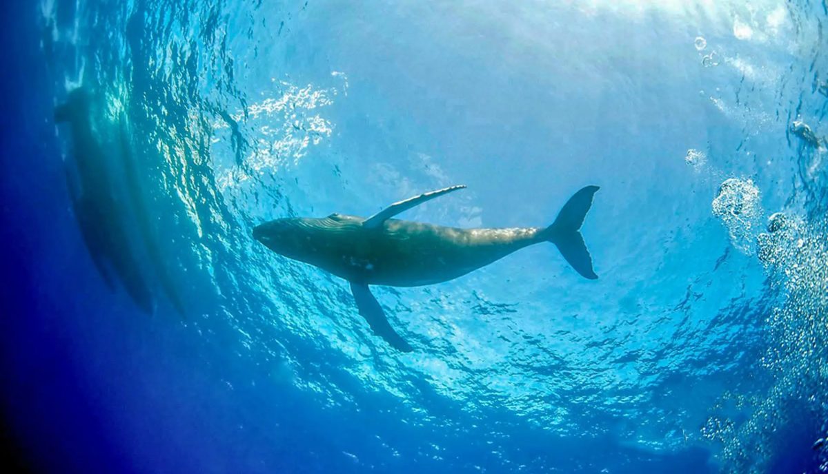 Humpback whale photographed underwater off Anegada BVI during whale season January to April