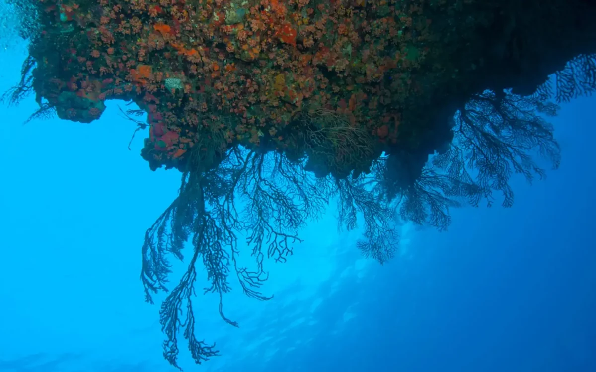 Black coral growing on the reef at Little Thatch Island in the British Virgin Islands