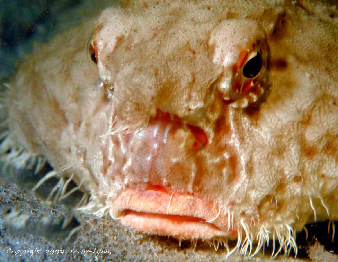 Batfish on the seafloor during a night dive at Muskmelon Bay, Guana Island in the British Virgin Islands