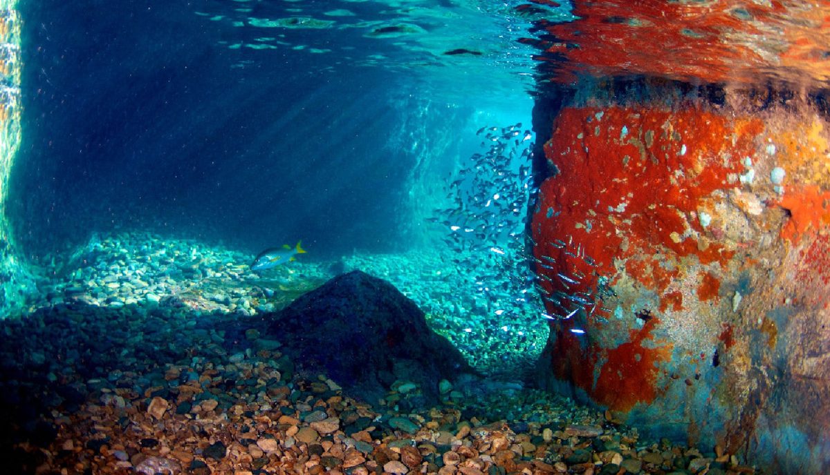 Underwater view inside the Caves at Norman Island BVI showing vivid orange coral walls and tropical fish