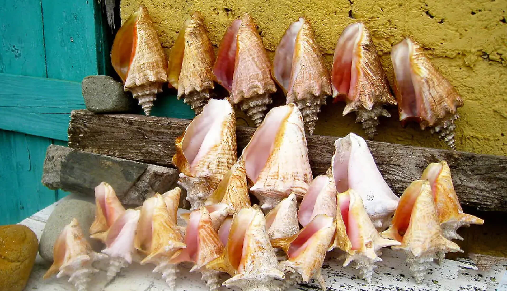 Queen conch shells on display at a Caribbean market, BVI
