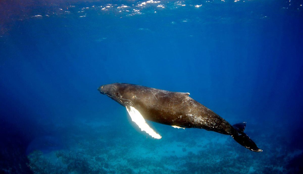Humpback whale swimming underwater near Anegada in the British Virgin Islands