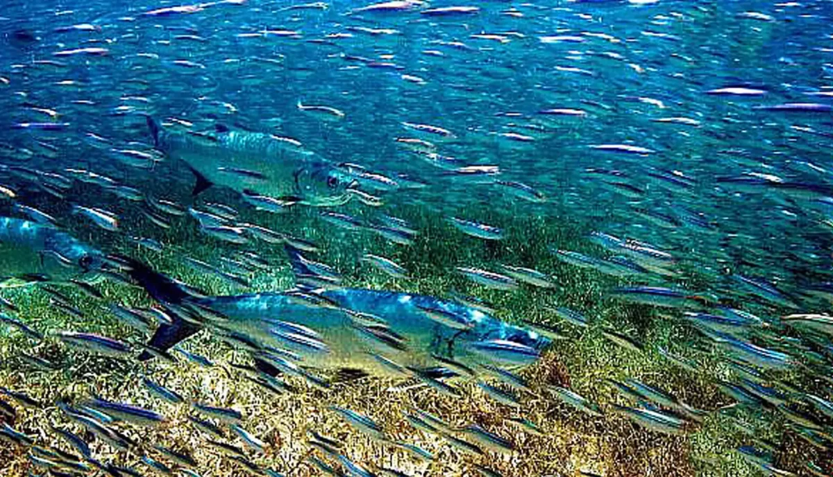 Great barracuda hunting through a massive school of baitfish at Ginger Island BVI