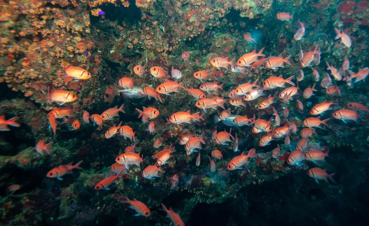 School of soldierfish packed into a sea cave at Norman Island in the British Virgin Islands
