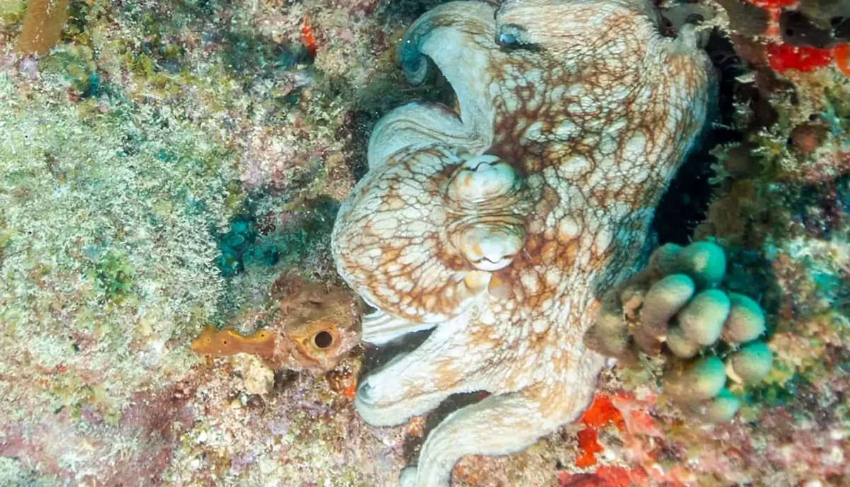 Caribbean reef octopus camouflaged on coral reef while snorkeling at Salt Island BVI