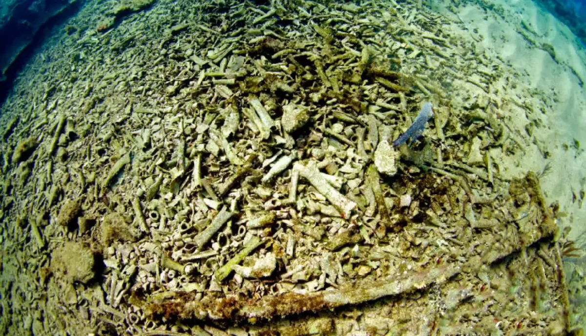 Cow bones covering the deck of the Rocus shipwreck off Anegada in the British Virgin Islands