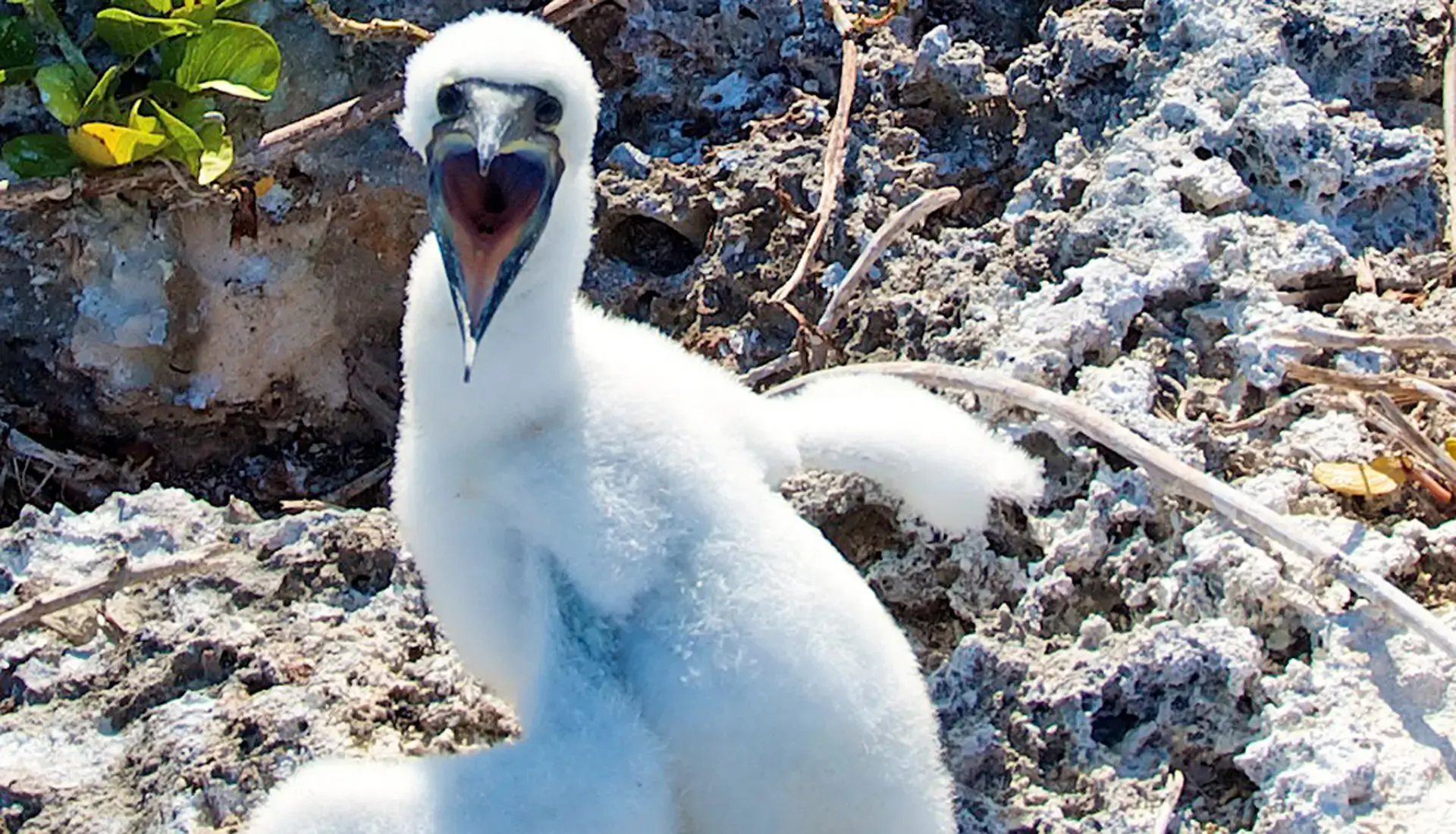 Baby boobie bird nesting on Sombrero Island, Caribbean