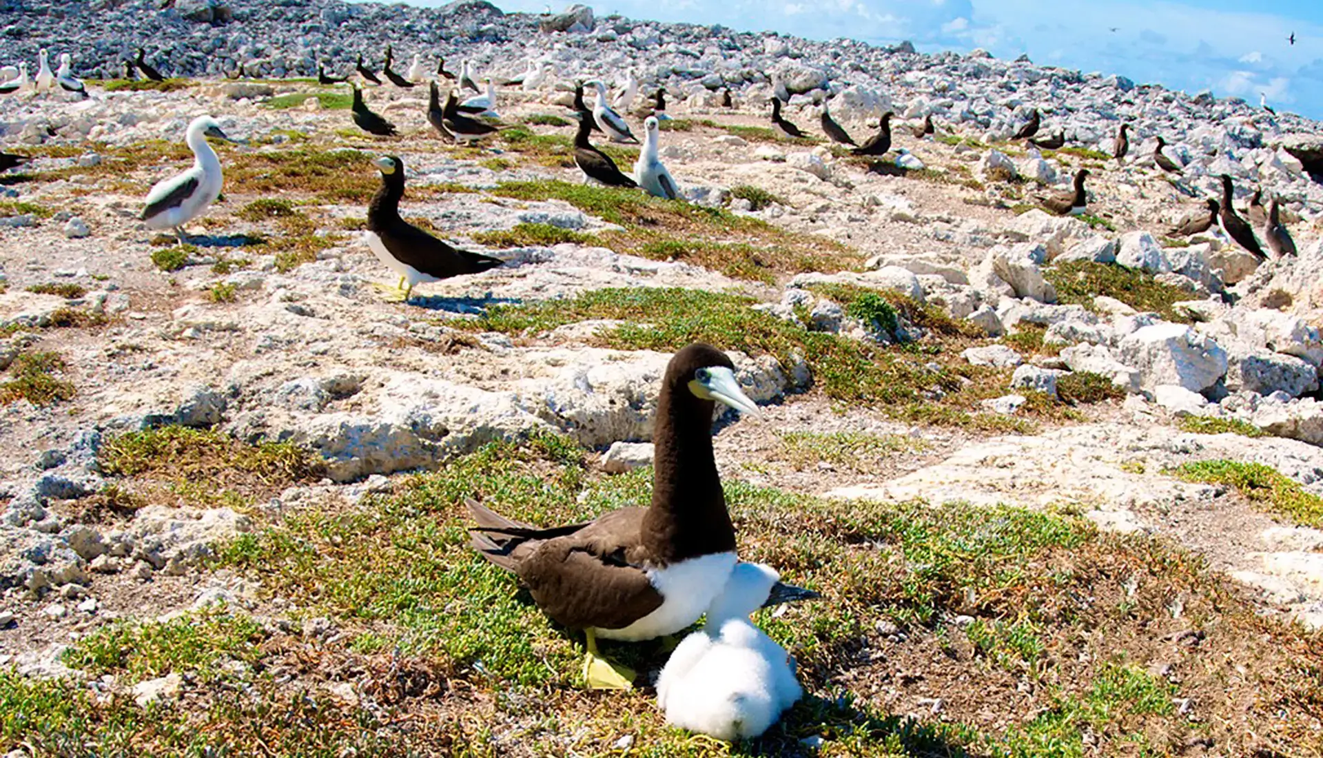 Flock of boobie birds nesting on Sombrero Island, Caribbean