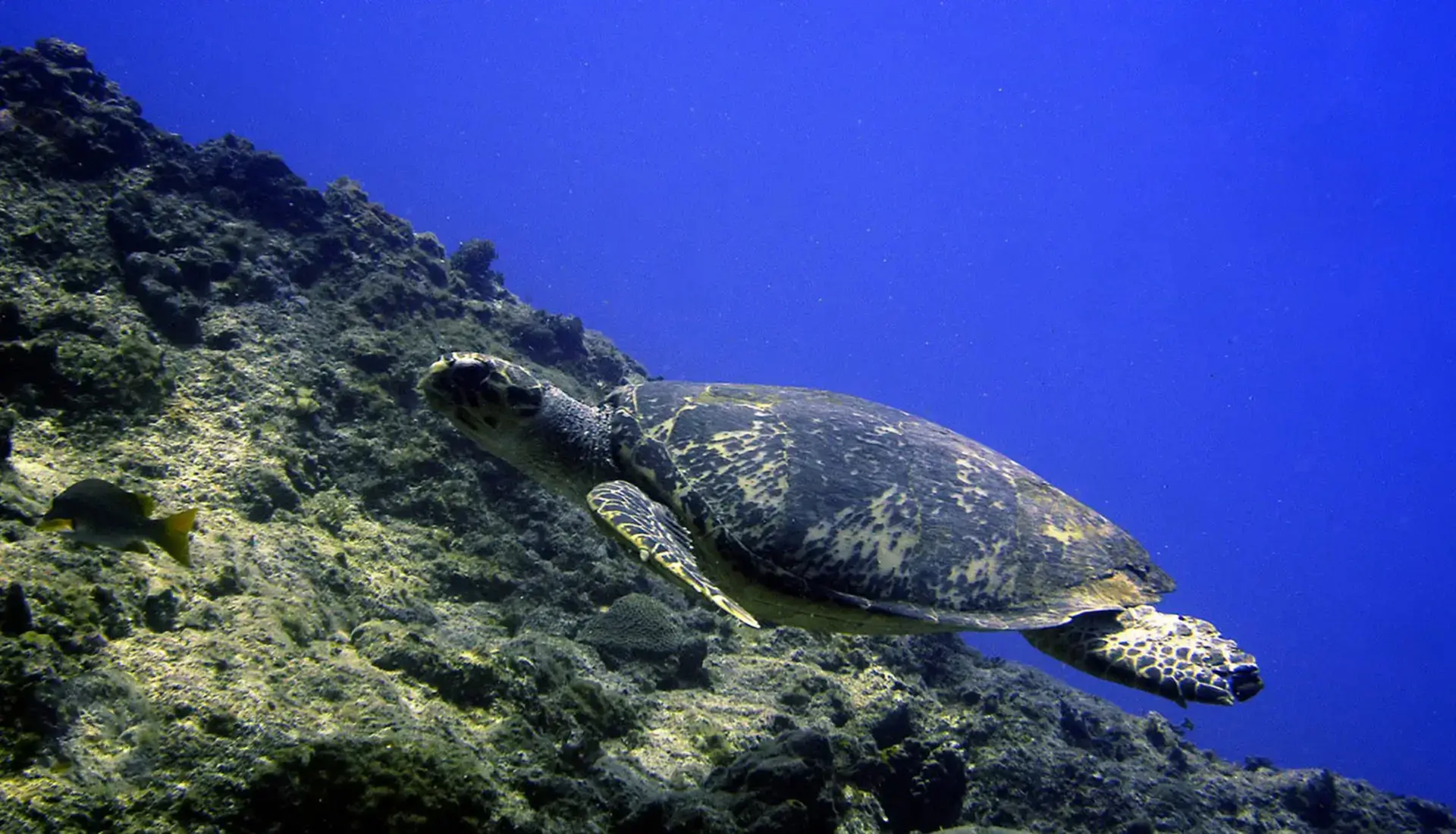 Hawksbill turtle underwater at Sombrero Island, Caribbean