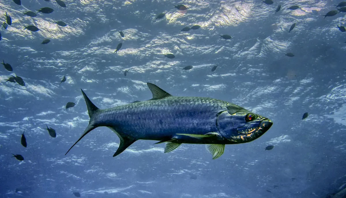 Atlantic tarpon swimming in the clear blue waters off Anegada in the British Virgin Islands