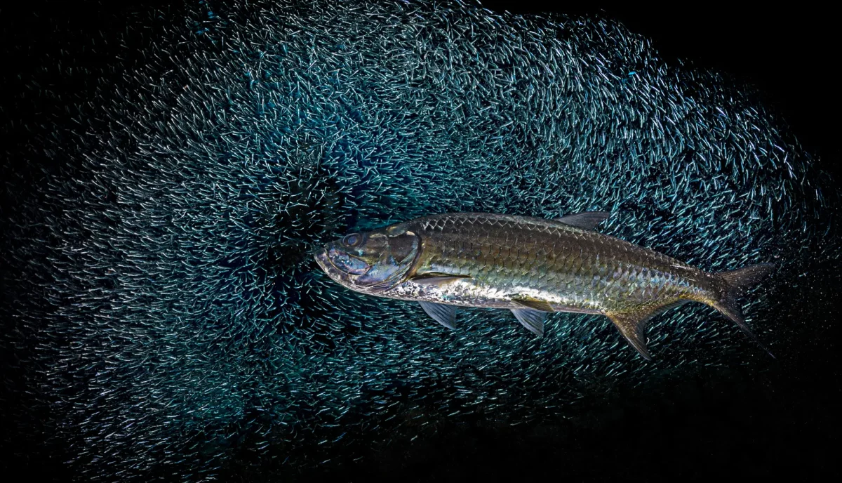 Atlantic tarpon moving through a baitfish school in dark Caribbean waters