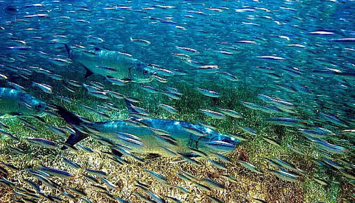 Tarpon hunting silversides underwater at Jost Van Dyke in the British Virgin Islands
