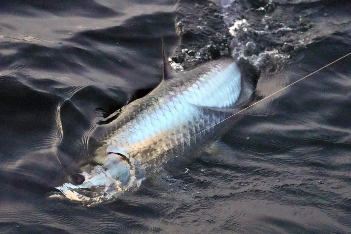 Atlantic tarpon on the surface during a fishing fight in Caribbean waters
