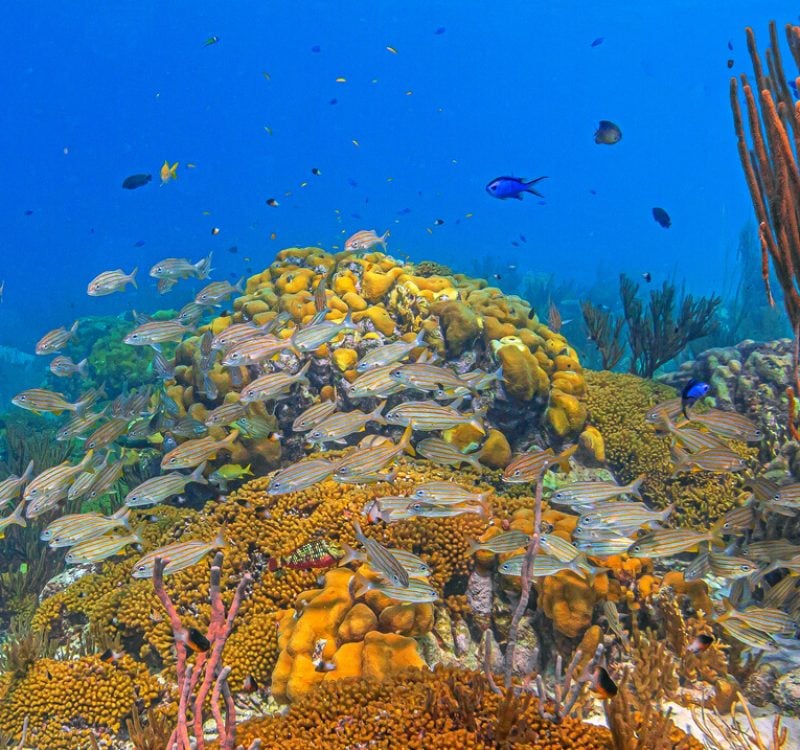 Coral Gardens SCUBA Coral Gardens SCUBA