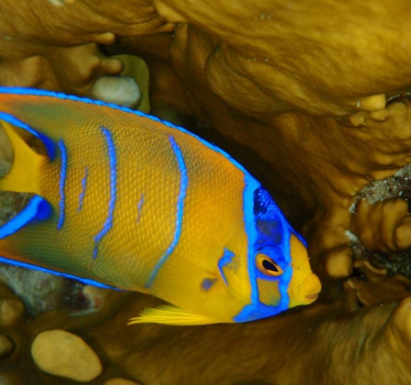 Juvenile-Angelfish-small Juvenile-Angelfish-small