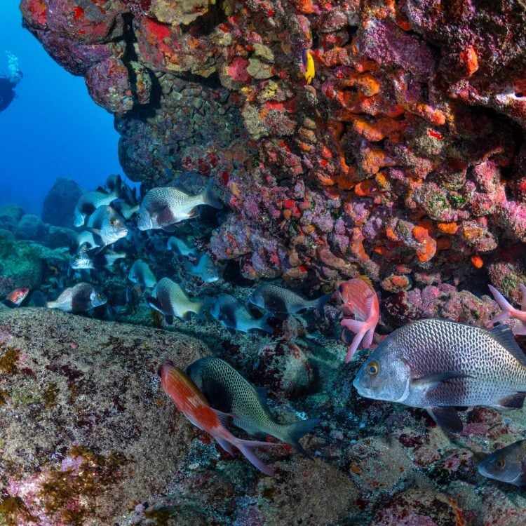 Painted Walls SCUBA Painted Walls SCUBA