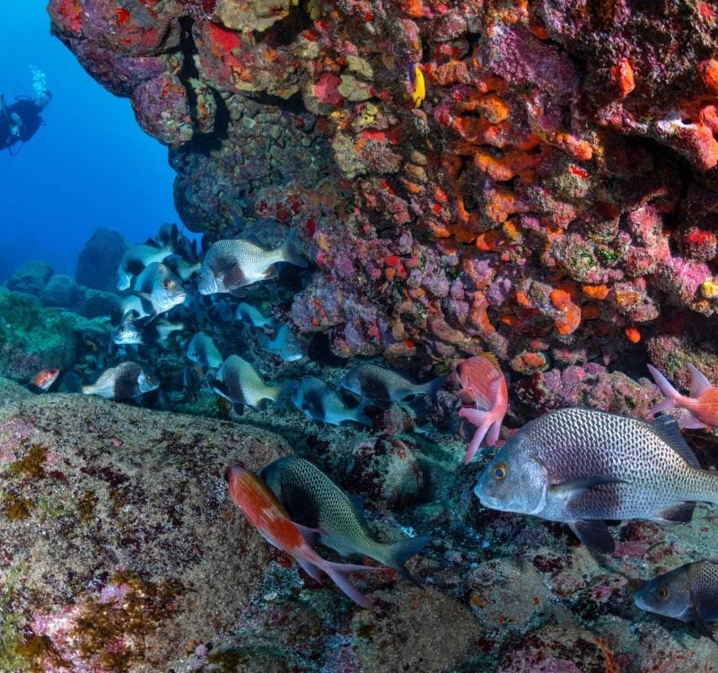 Painted Walls SCUBA Painted Walls SCUBA