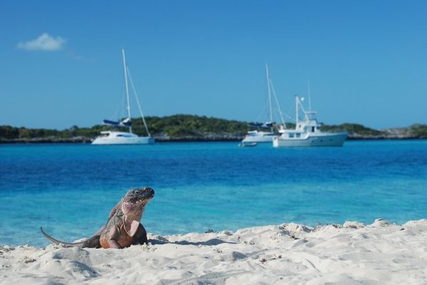 allens-cay-iguana allens-cay-iguana