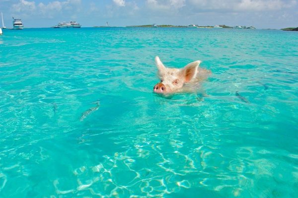 bahamas-pigs-beach-2 bahamas-pigs-beach-2
