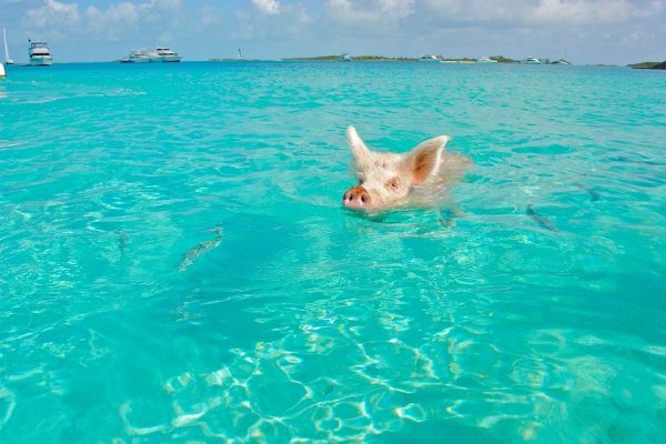bahamas-pigs-beach-2 bahamas-pigs-beach-2