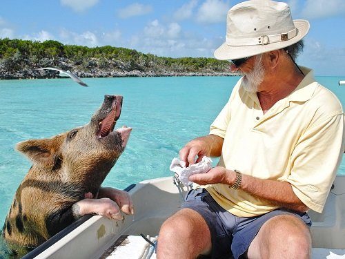 big_major_pigs_exumas big_major_pigs_exumas